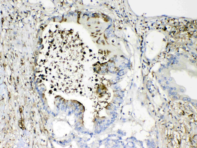 TMEM107 Antibody in Immunohistochemistry (Paraffin) (IHC (P))