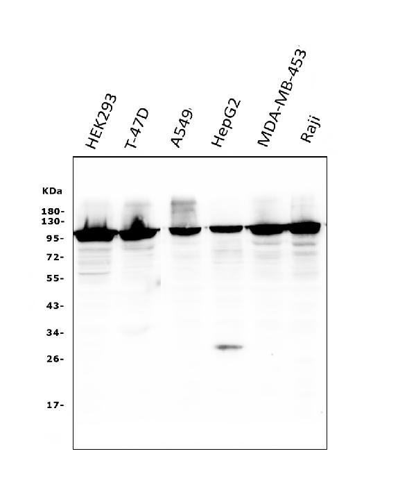 UHRF1 Antibody in Western Blot (WB)