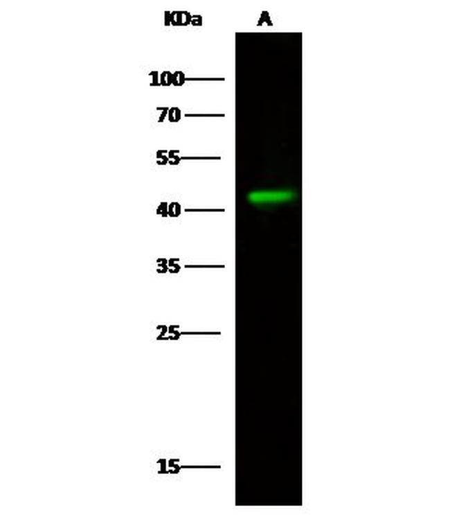 Aminoacylase Antibody in Western Blot (WB)