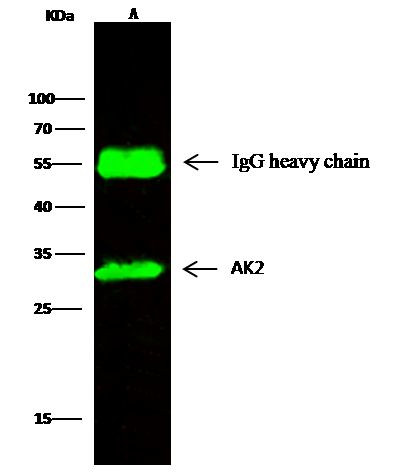 Adenylate Kinase 2 Antibody in Immunoprecipitation (IP)
