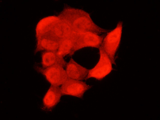 AKT1 Antibody in Immunocytochemistry (ICC/IF)