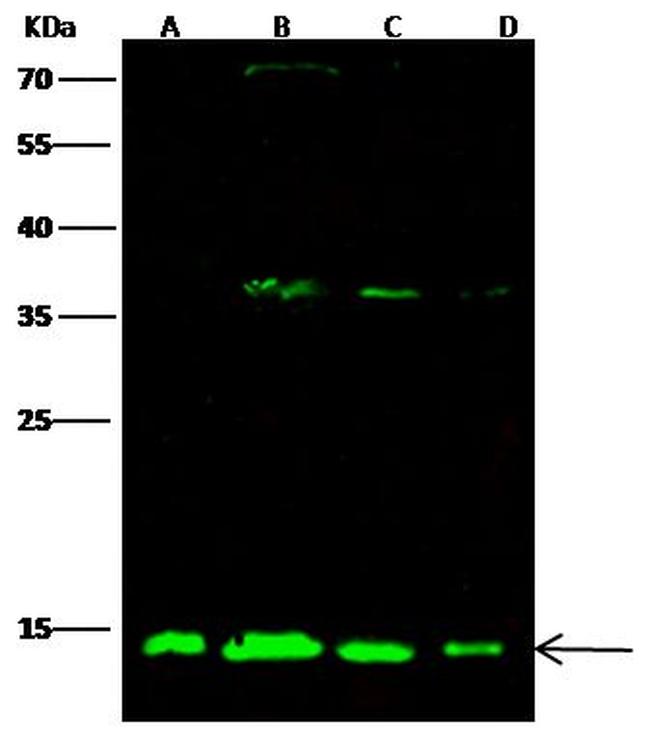 ATP5D Antibody in Western Blot (WB)