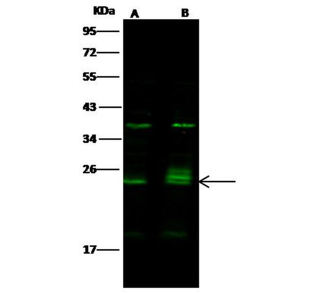 Bim Antibody in Western Blot (WB)