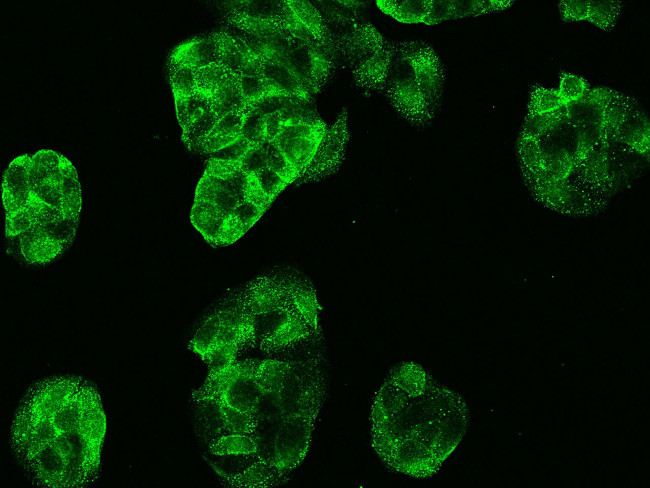 Carbonic Anhydrase VB Antibody in Immunocytochemistry (ICC/IF)