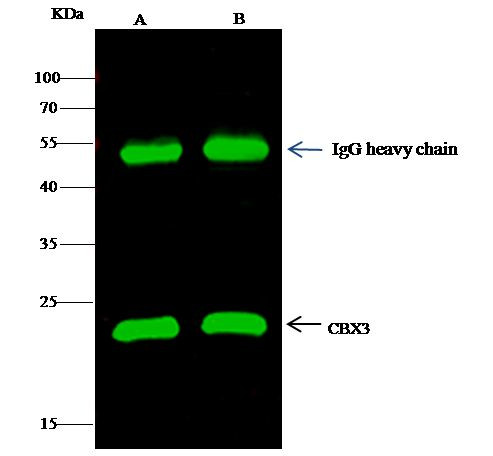 HP1 gamma Antibody in Immunoprecipitation (IP)