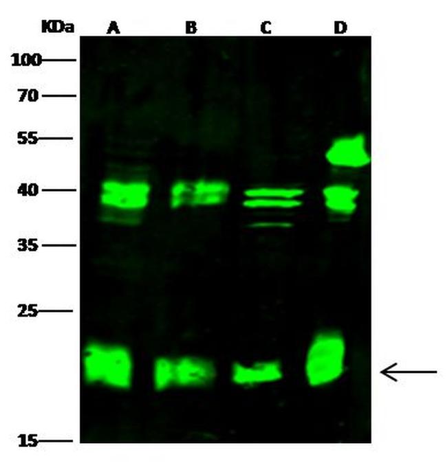 HP1 gamma Antibody in Western Blot (WB)