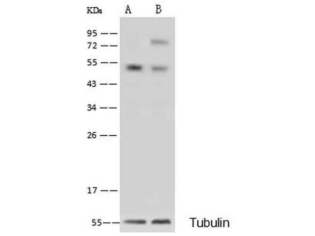 CD55 Antibody in Western Blot (WB)