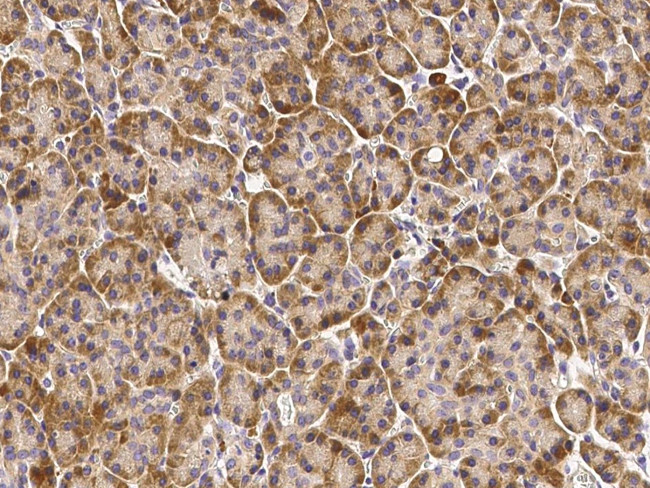 CNPY2 Antibody in Immunohistochemistry (Paraffin) (IHC (P))