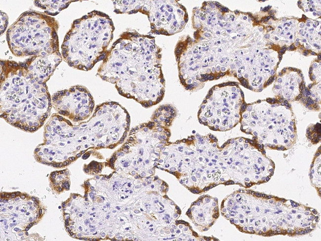 CNPY2 Antibody in Immunohistochemistry (Paraffin) (IHC (P))