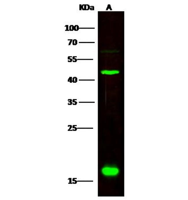 CNPY2 Antibody in Western Blot (WB)