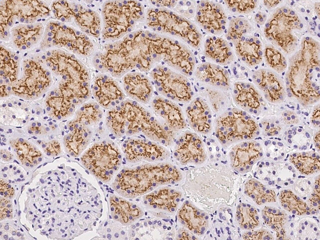 CUBN Antibody in Immunohistochemistry (Paraffin) (IHC (P))