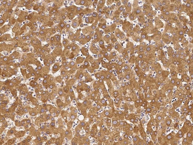 DAZ1 Antibody in Immunohistochemistry (Paraffin) (IHC (P))