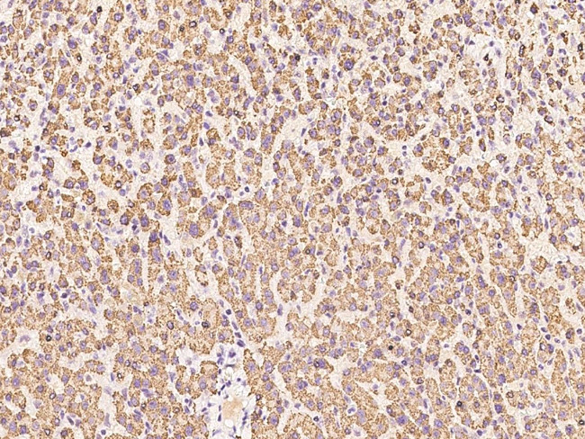 ENPP2 Antibody in Immunohistochemistry (Paraffin) (IHC (P))