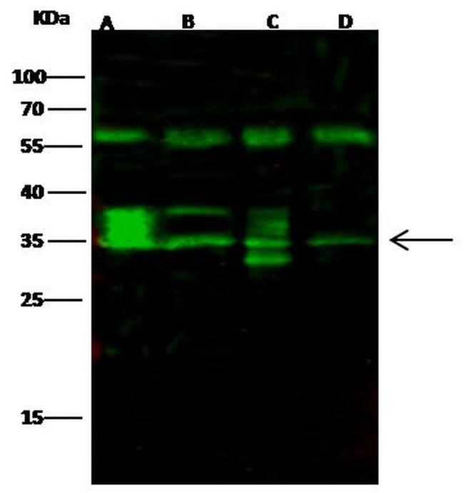 FGF8 Antibody in Western Blot (WB)