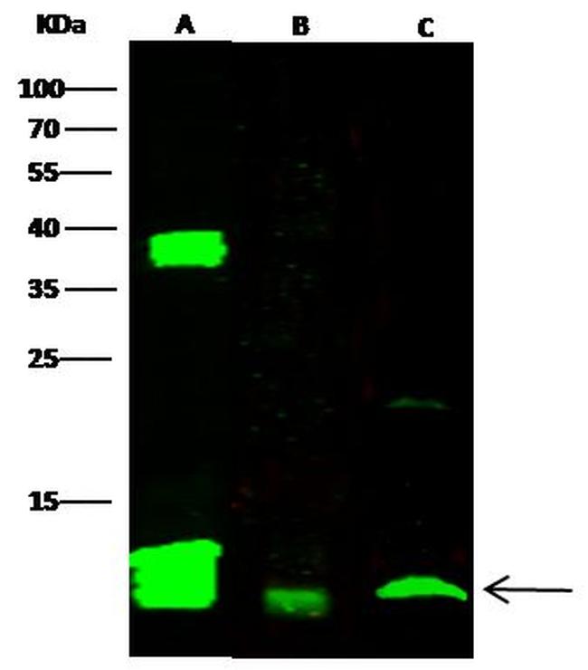 FKBP12 Antibody in Western Blot (WB)