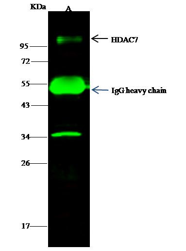 HDAC7 Antibody in Immunoprecipitation (IP)