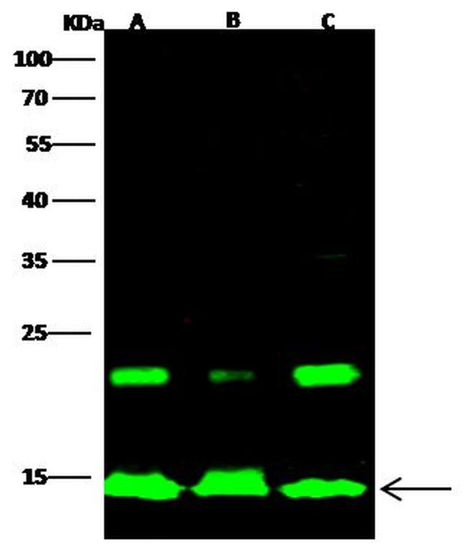 Histone H2A Antibody in Western Blot (WB)