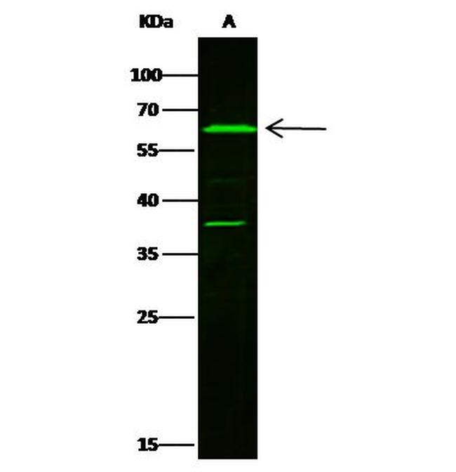 LTA4H Antibody in Western Blot (WB)