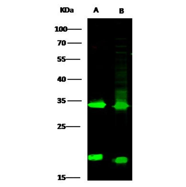 Latexin Antibody in Western Blot (WB)