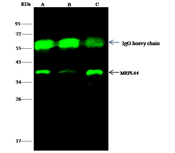 MRPL44 Antibody in Immunoprecipitation (IP)