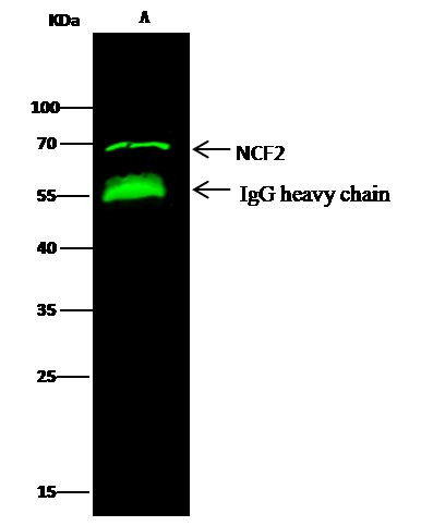 NCF2 Antibody in Immunoprecipitation (IP)