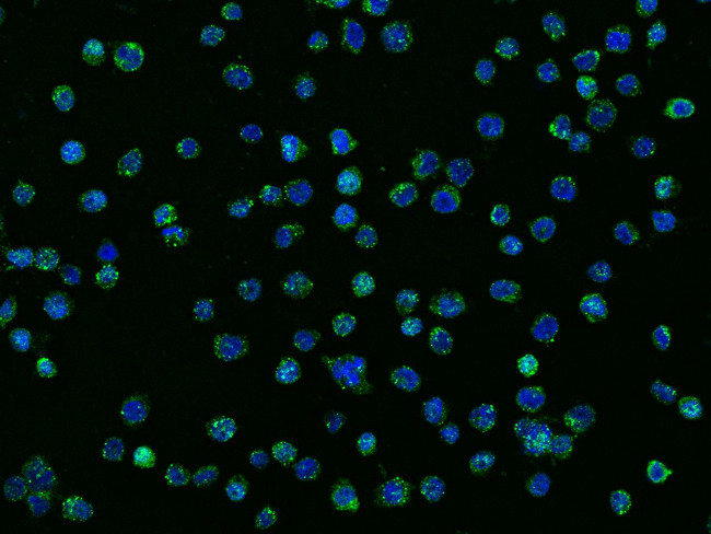 NLRP3 Antibody in Immunocytochemistry (ICC/IF)