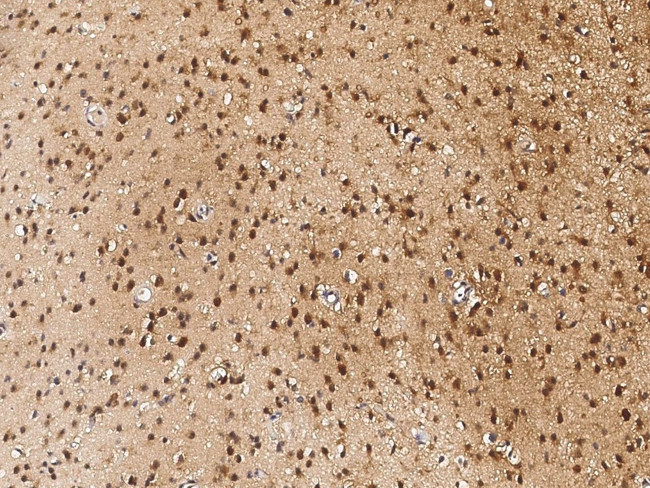 NUDC Antibody in Immunohistochemistry (Paraffin) (IHC (P))