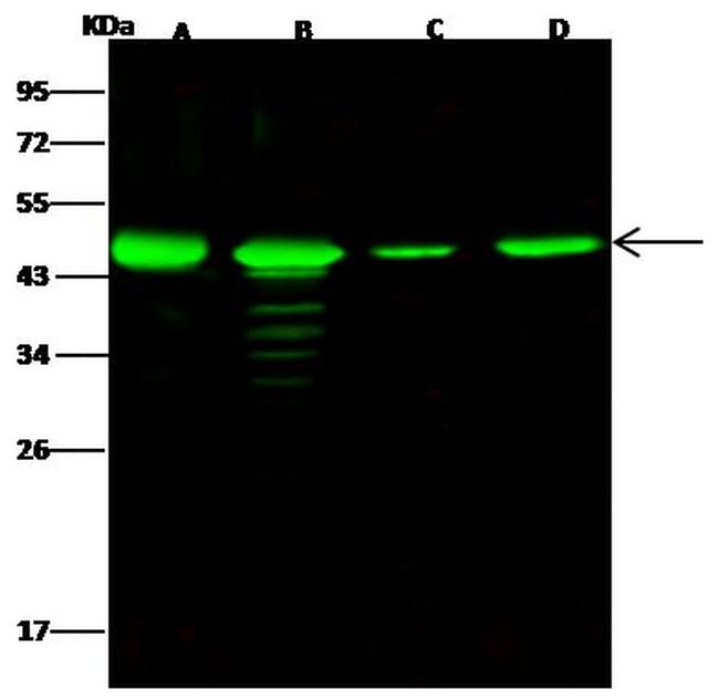 NUDC Antibody in Western Blot (WB)