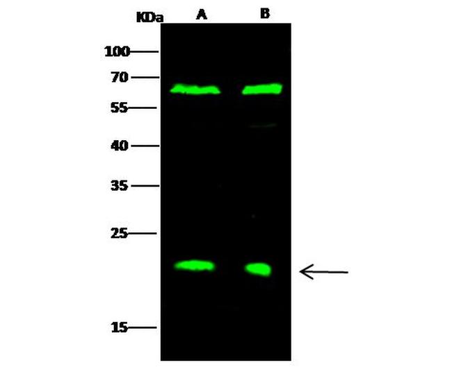 Oncostatin M Antibody in Western Blot (WB)