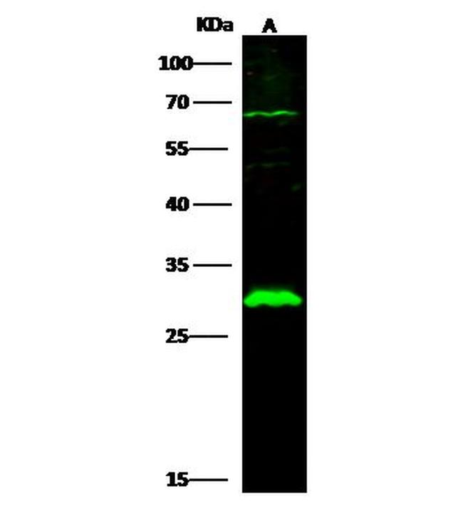 PHOSPHO1 Antibody in Western Blot (WB)