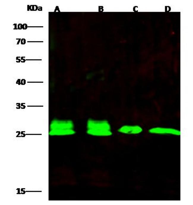 PRDX6 Antibody in Western Blot (WB)