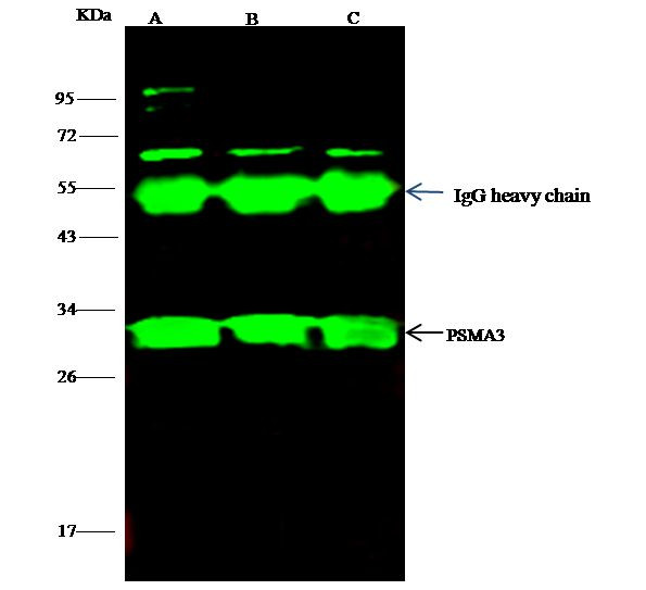 PSMA3 Antibody in Immunoprecipitation (IP)