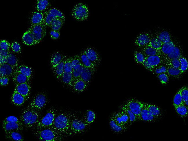 REG3A Antibody in Immunocytochemistry (ICC/IF)