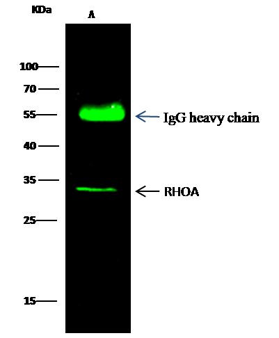 RhoA Antibody in Immunoprecipitation (IP)