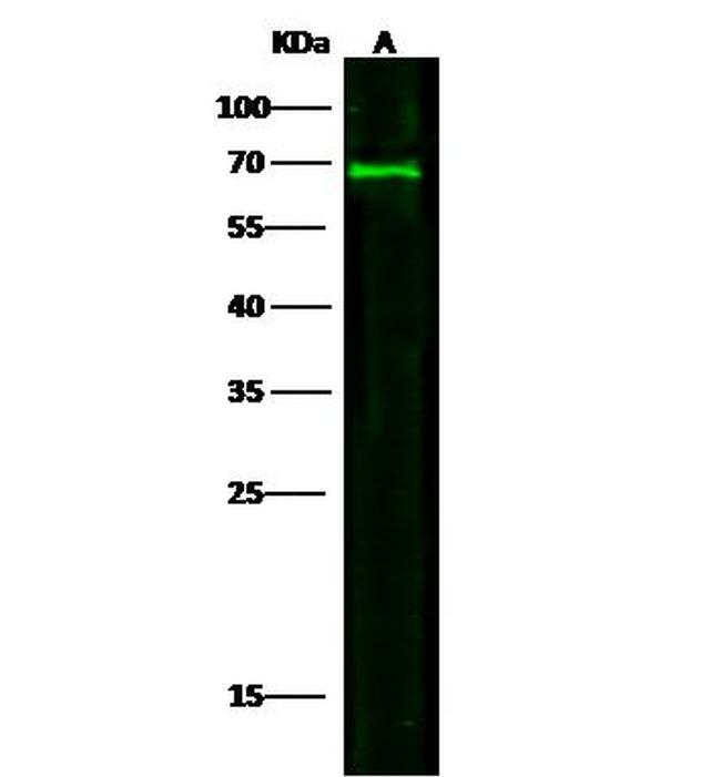 Heparin Cofactor II Antibody in Western Blot (WB)