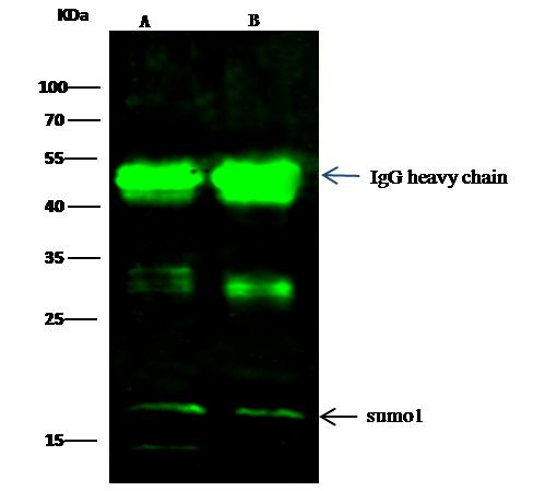 SUMO1 Antibody in Immunoprecipitation (IP)