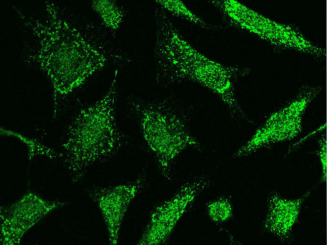 TNFAIP3 Antibody in Immunocytochemistry (ICC/IF)