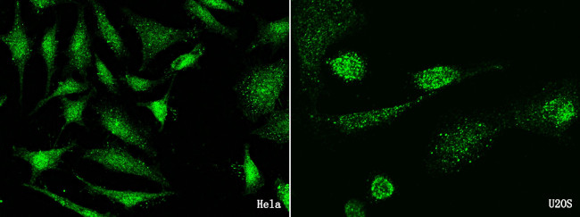 TRAF4 Antibody in Immunocytochemistry (ICC/IF)