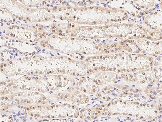 TRAF4 Antibody in Immunohistochemistry (Paraffin) (IHC (P))