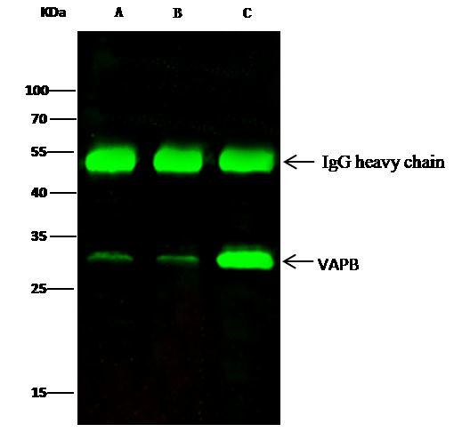 VAPB Antibody in Immunoprecipitation (IP)
