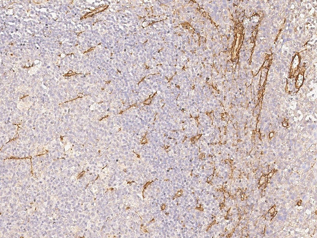 VWF Antibody in Immunohistochemistry (Paraffin) (IHC (P))