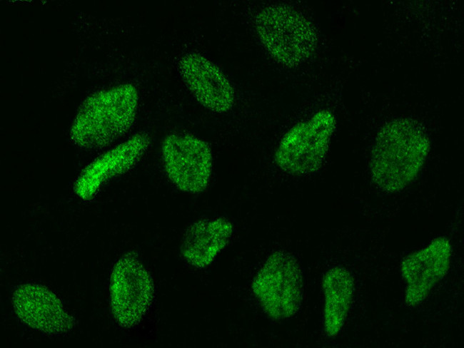 WDR77 Antibody in Immunocytochemistry (ICC/IF)