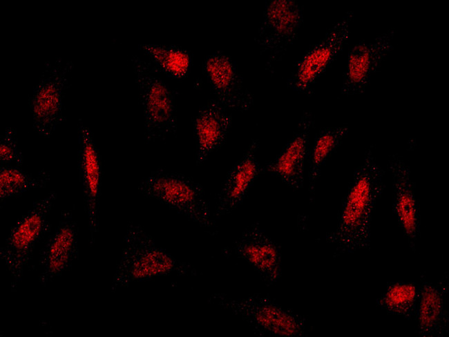 Histone H2A.Z Antibody in Immunocytochemistry (ICC/IF)