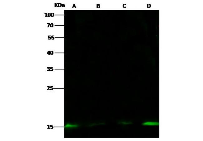 Histone H2A.Z Antibody in Western Blot (WB)