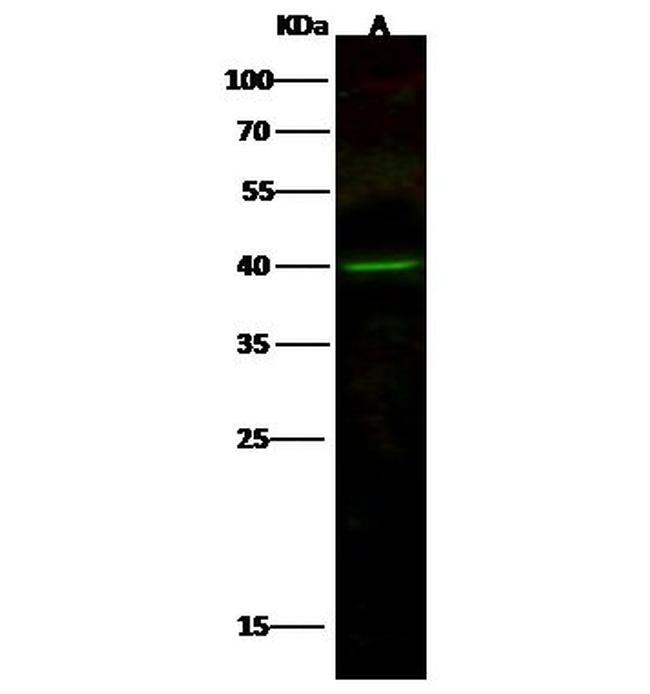 MEK3 Antibody in Western Blot (WB)