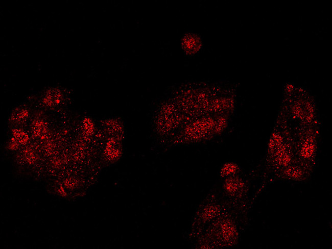 SMURF2 Antibody in Immunocytochemistry (ICC/IF)