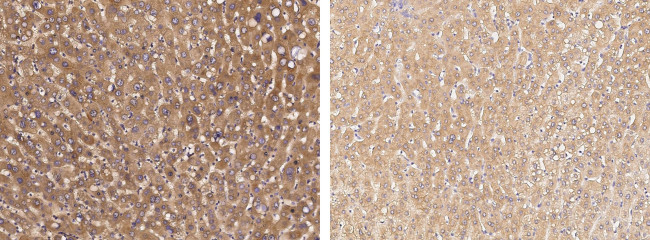 SMURF2 Antibody in Immunohistochemistry (Paraffin) (IHC (P))