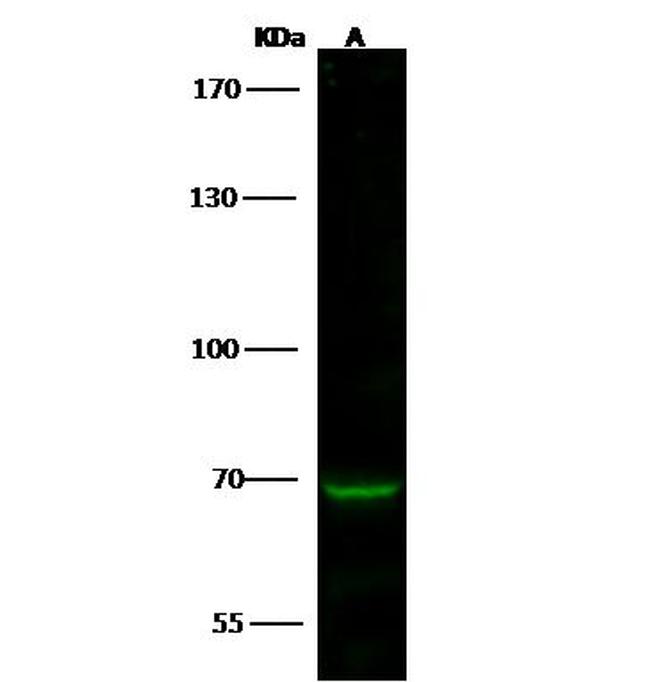 SMURF2 Antibody in Western Blot (WB)