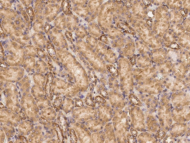 GRID2 Antibody in Immunohistochemistry (Paraffin) (IHC (P))