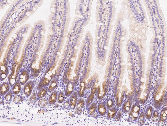 METAP2 Antibody in Immunohistochemistry (Paraffin) (IHC (P))